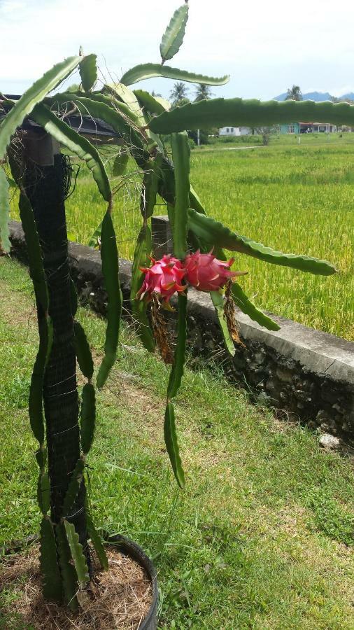 Tanabendang Banglos بانتايْ تْشينانغ المظهر الخارجي الصورة